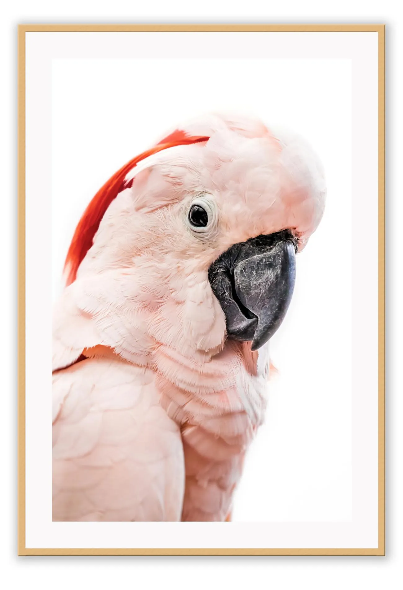 Pink Loro