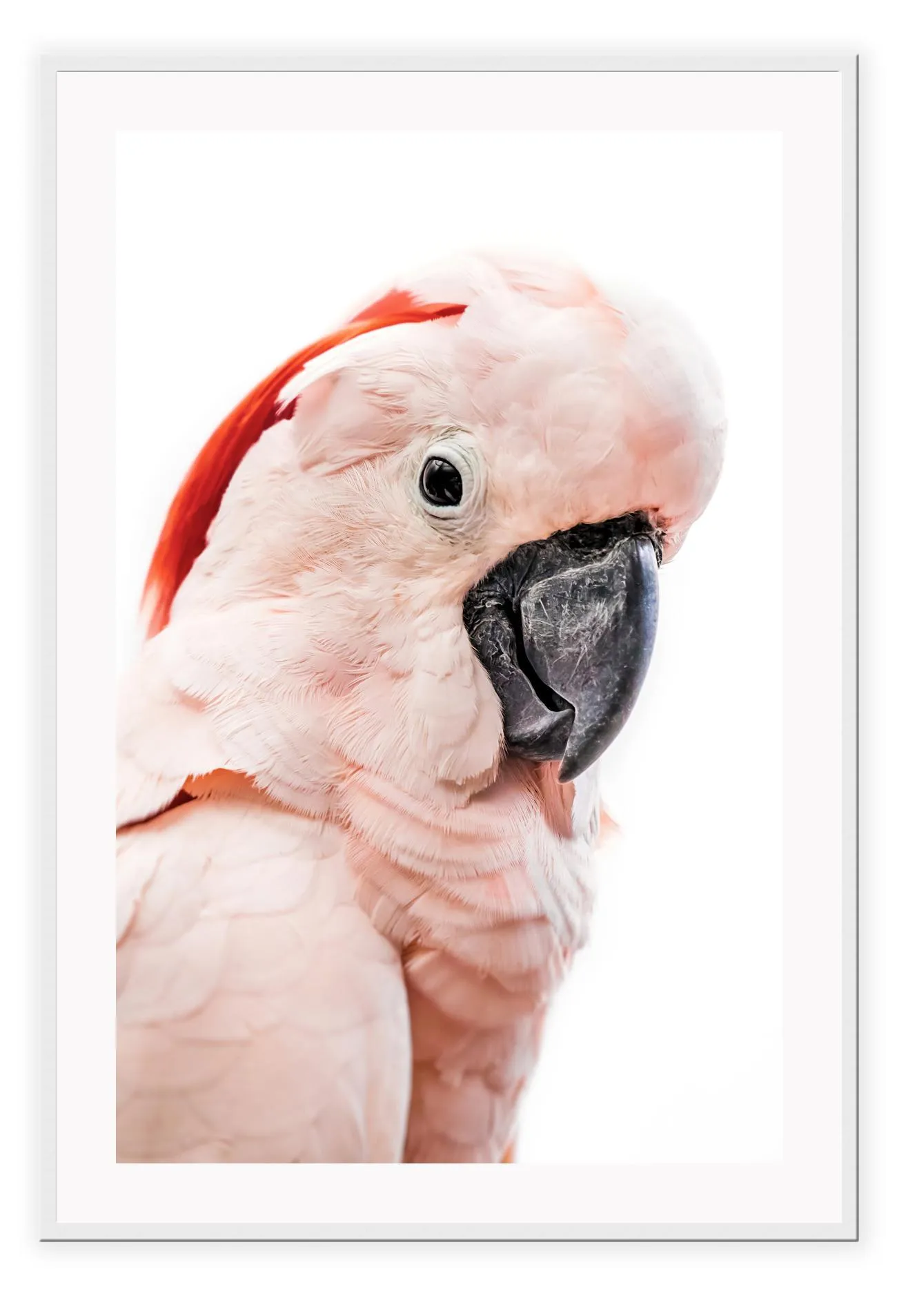 Pink Loro