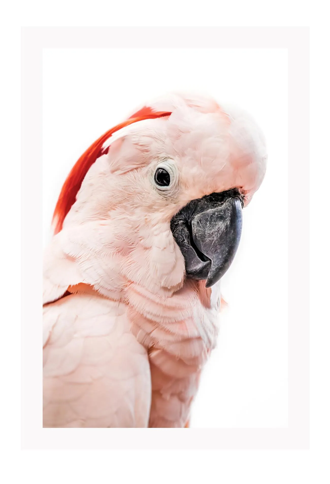 Pink Loro