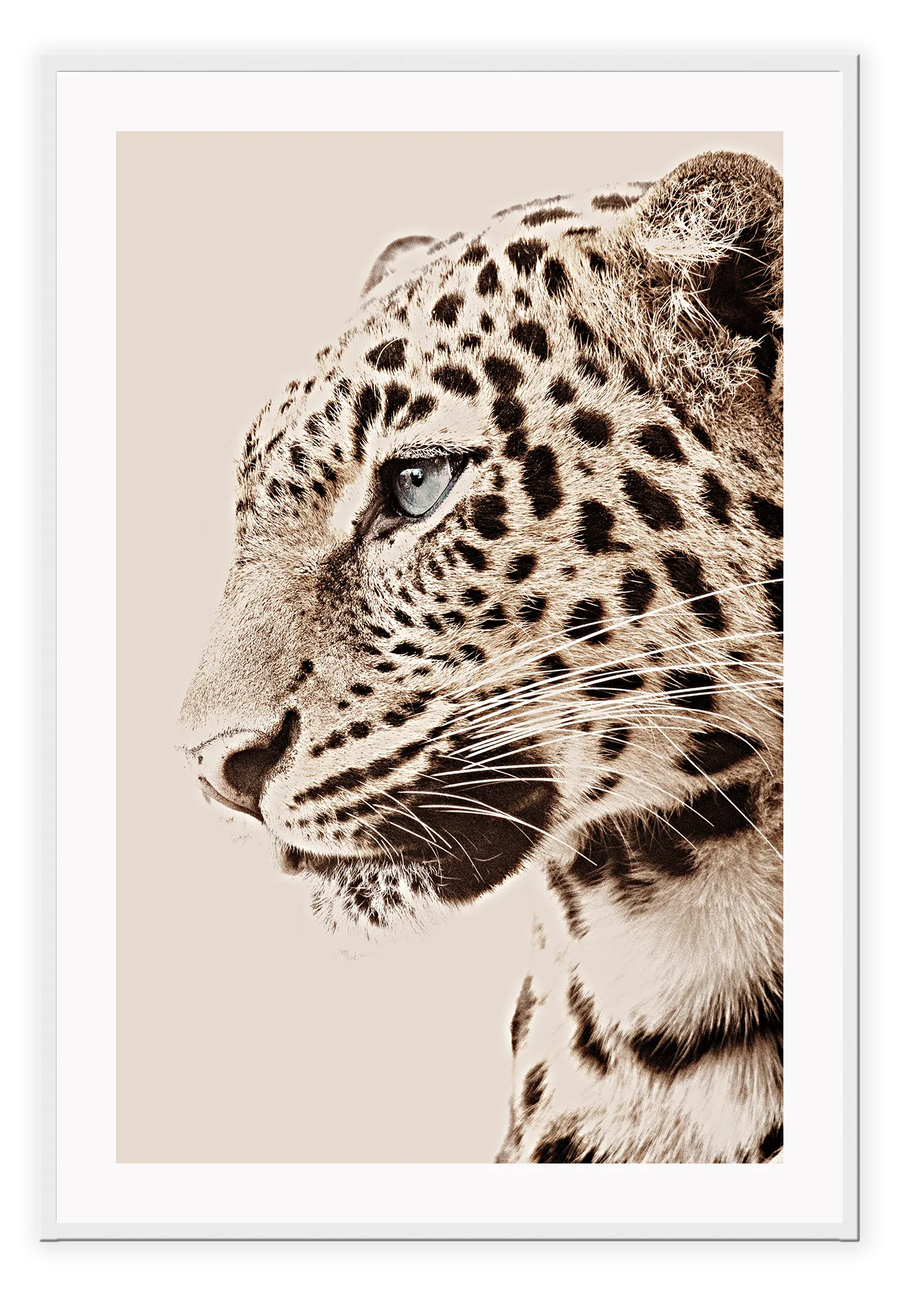 Tigre