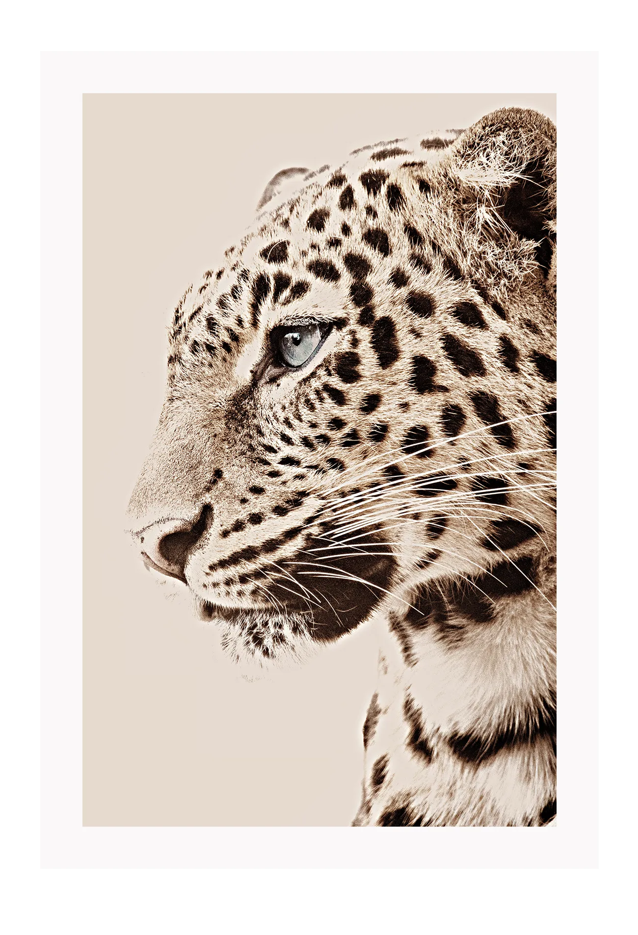 Tigre