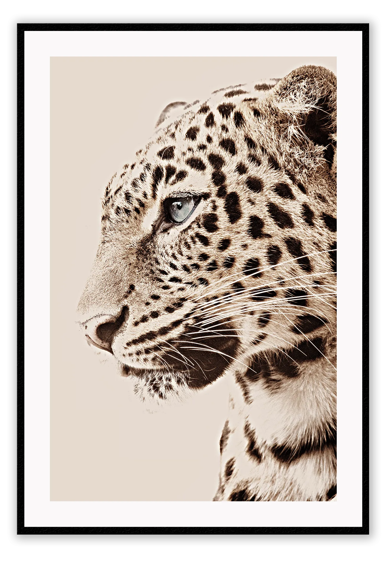 Tigre